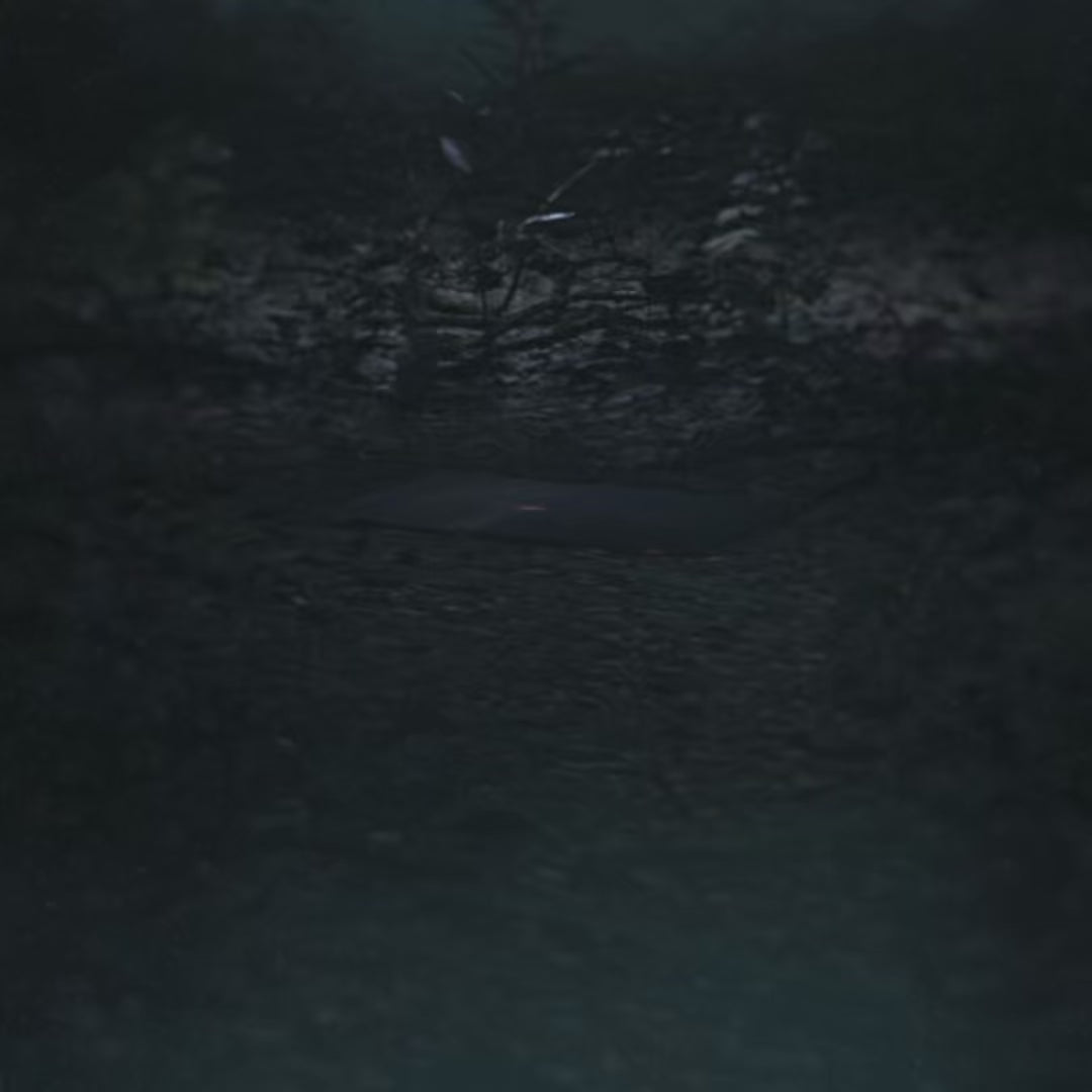 Don't Go In The Forest Autographed Vinyl [Drowning Mind Edition]