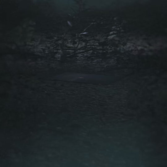 Don't Go In The Forest Autographed Vinyl [Drowning Mind Edition]
